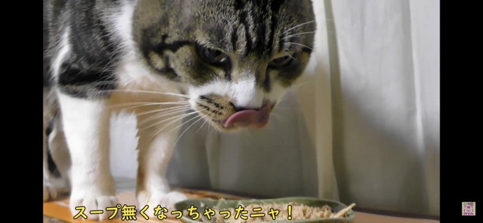 鼻の下をぺろっと舐める猫