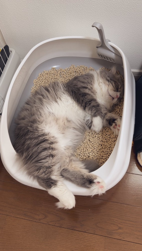 眠る猫