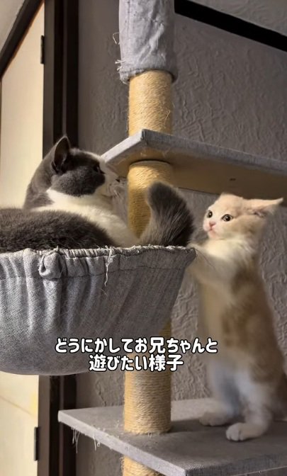 キャットタワーにいるマンチカンに遊んでほしい子猫