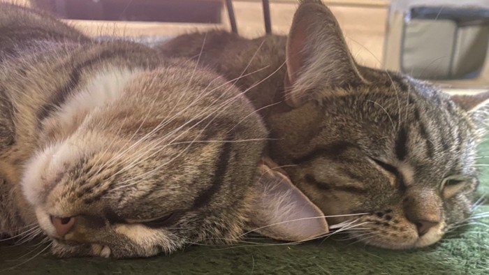 眠っている猫の顔のアップ