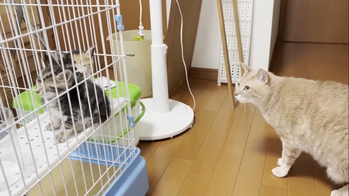 観察中のひのきちゃん