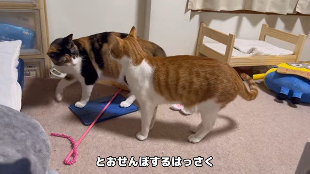 向かい合う2匹の猫