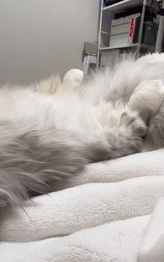 添い寝する猫の足元