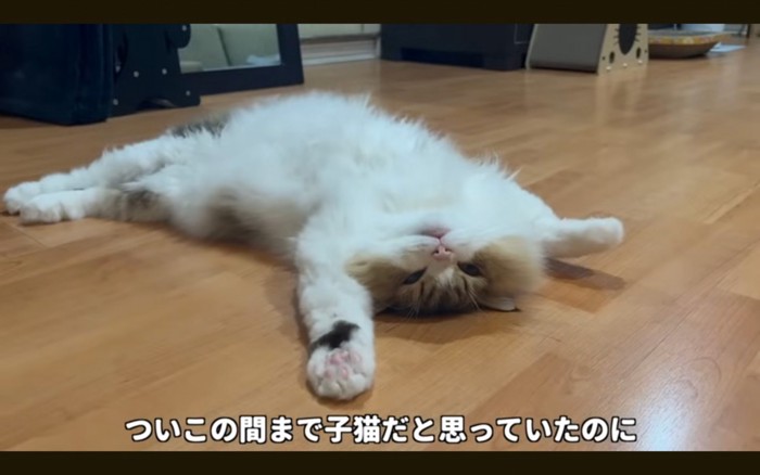 へそ天猫