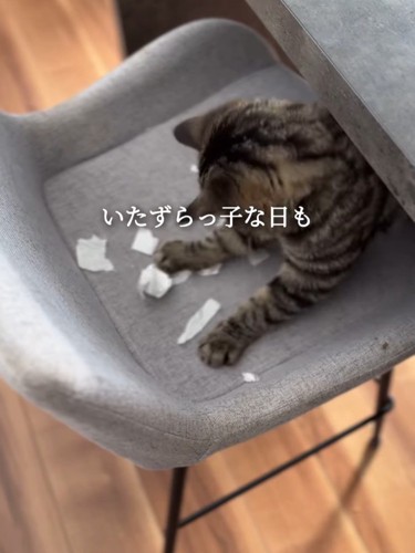 椅子の上で遊ぶ猫