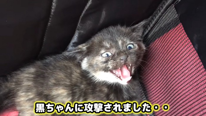 威嚇する黒い子猫