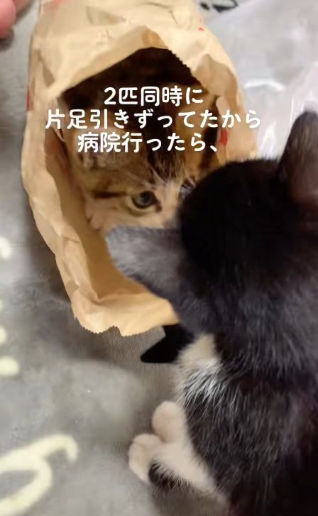 紙袋に入っているキジ白の子猫と白黒の子猫
