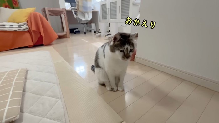 パパとママを出迎える猫