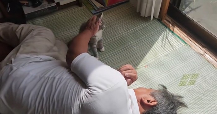 1点を見つめる猫