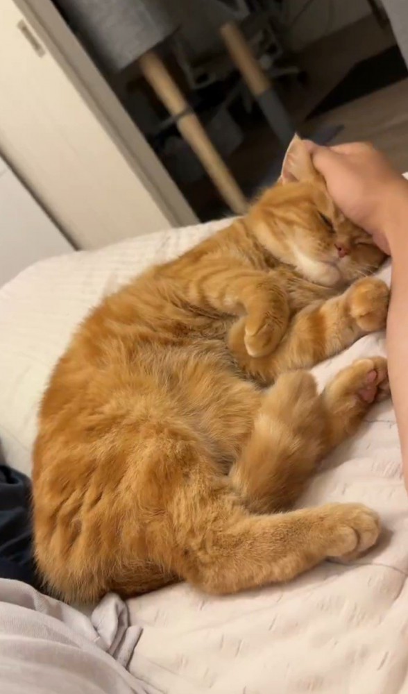 撫でられる猫