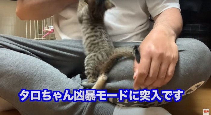 男性の右手に飛び掛かる子猫