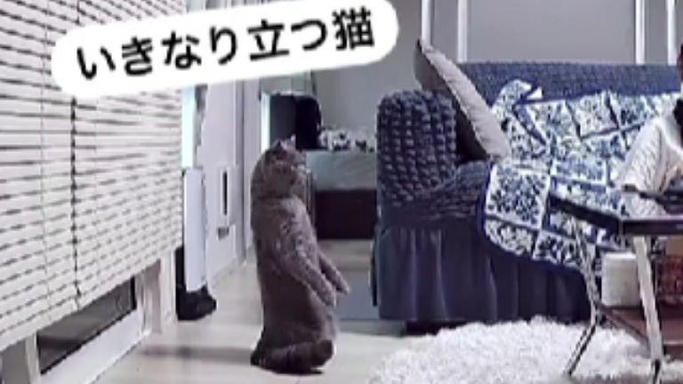 二足立ちしている猫