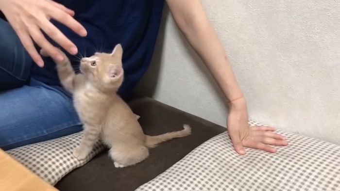 飼い主さんと遊ぶひのきちゃん