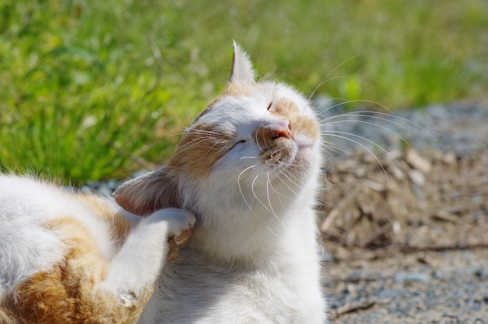 後ろ足で耳を掻いている猫