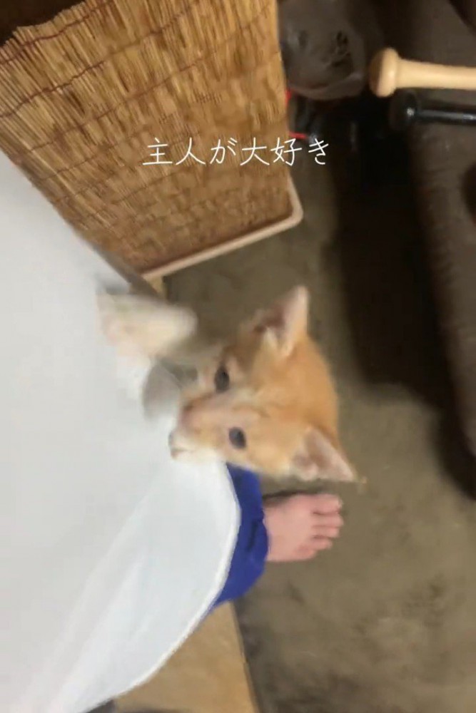 人の体をよじ登る子猫