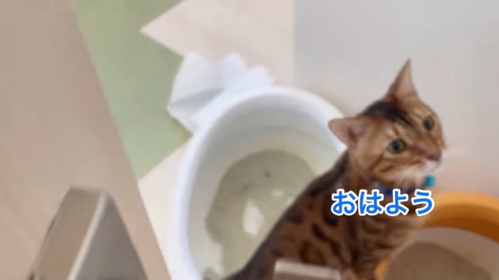 青い鈴の猫