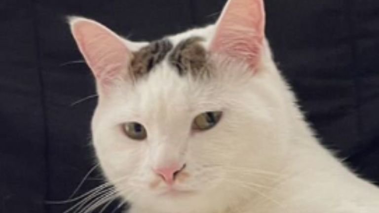 室内にいる猫