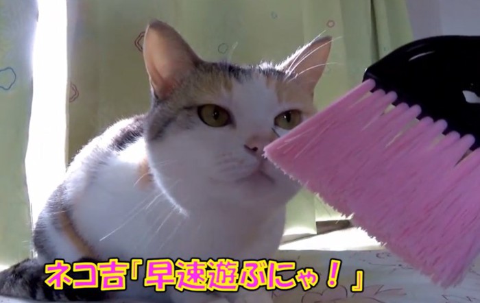 ミニほうきの匂いを嗅ぐ猫