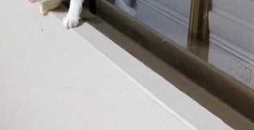 猫が乗っている窓枠