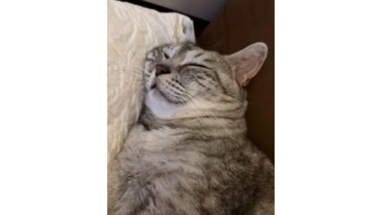 寝ている猫