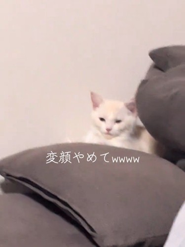 目を細める猫