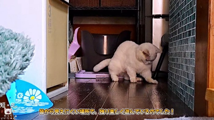 下を見る猫