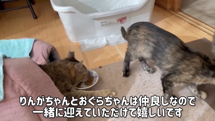 ご飯を食べる猫