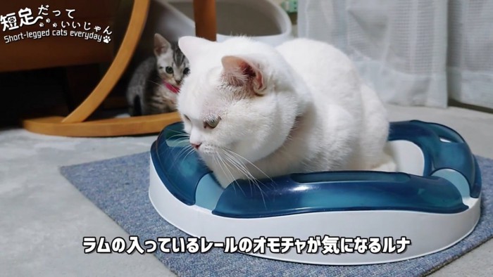 白い猫と後ろにいる子猫