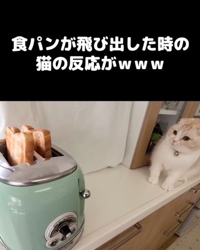 驚いた顔の猫