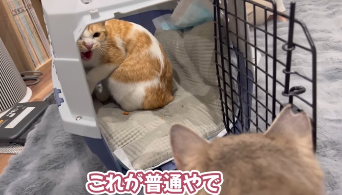 威嚇