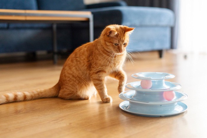 ボールで遊ぶ猫