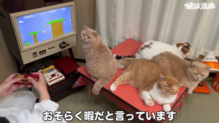 テーブルの上に乗る猫たち