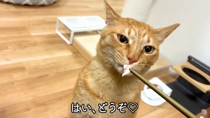 お肉を食べる猫