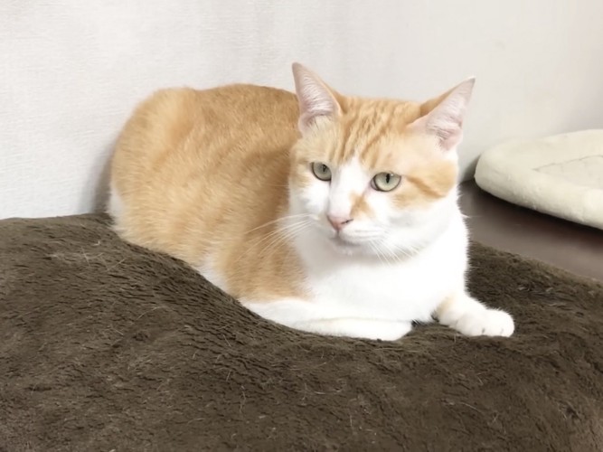 くつろぐ先住猫
