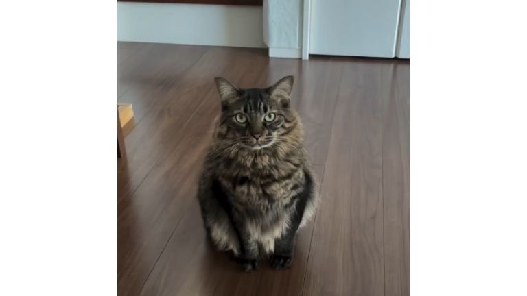 室内にいる猫