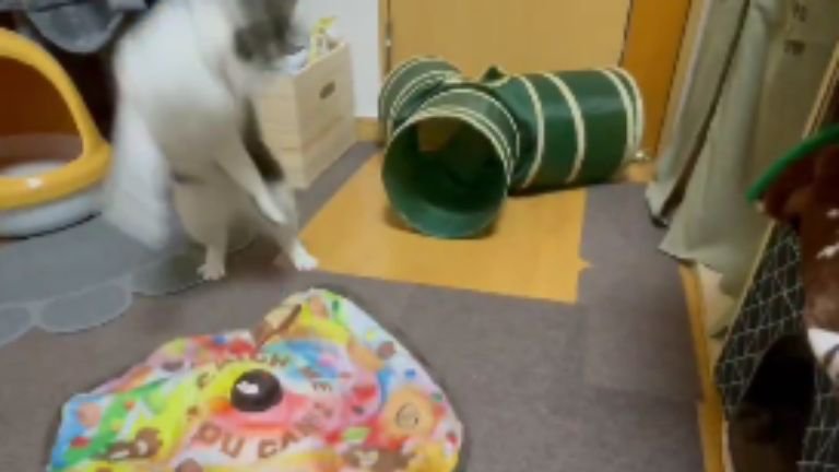 遊んでいる猫