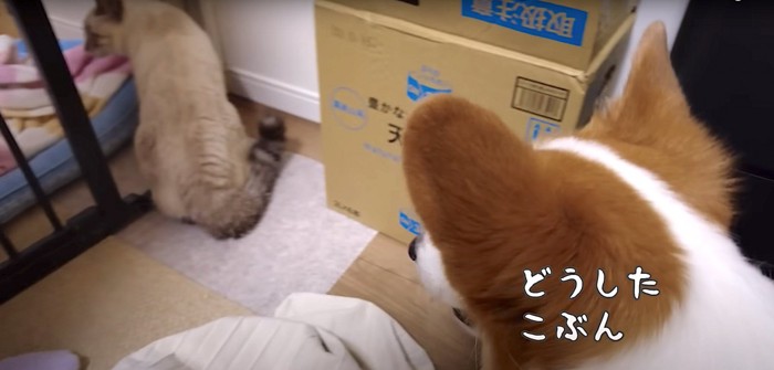 猫を見るコーギー