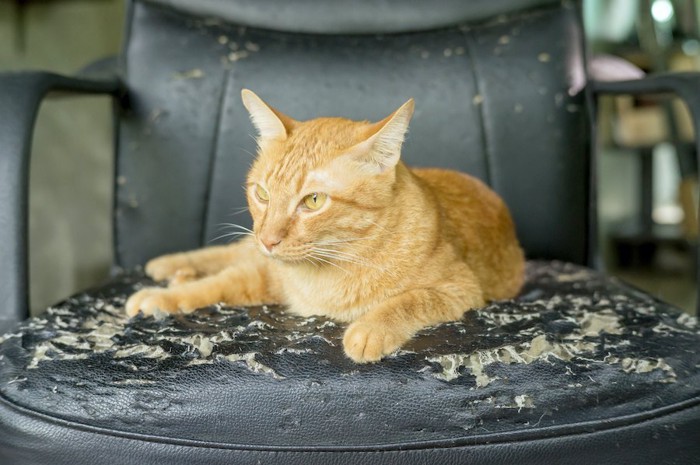 ボロボロにした椅子の上で寛ぐ猫