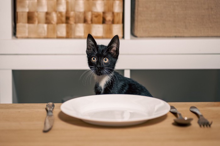 お皿が乗ったテーブルにつく猫