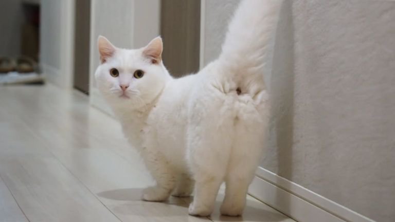 廊下を歩く猫