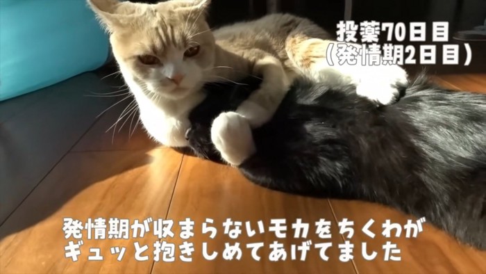 抱きしめられる黒猫