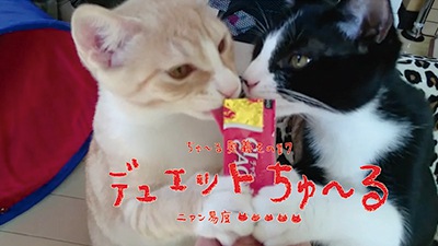 仲良く2匹でチュールを食べる猫