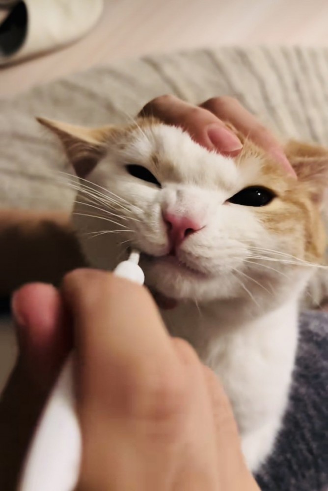 パパに歯磨きをされるマンチカン