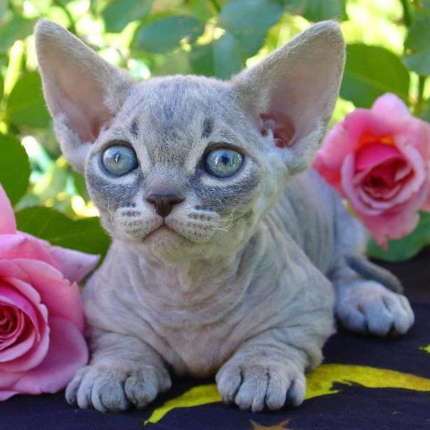 ミンスキンの子猫