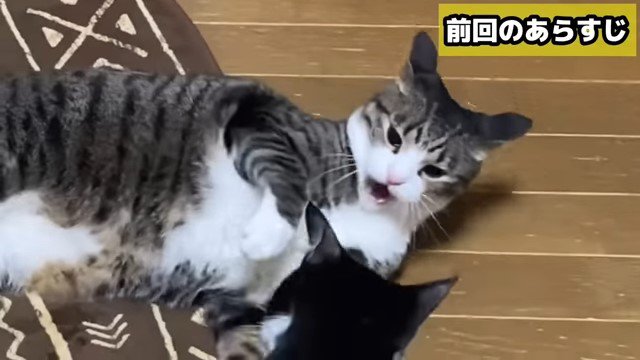 寝転んで威嚇する猫