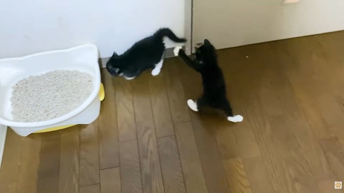 2匹の黒白子猫（左に猫トイレ）