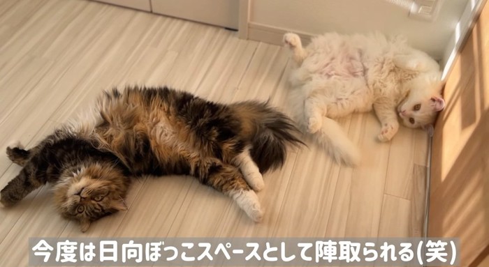 お腹を出す猫