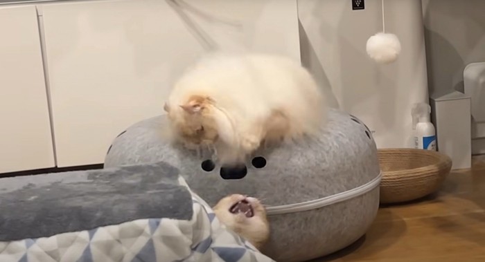 ケンカする2匹の猫