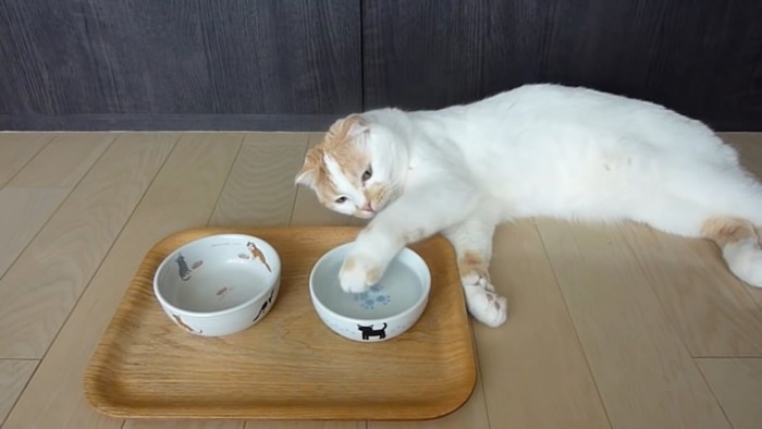 寝たまま水を触る猫