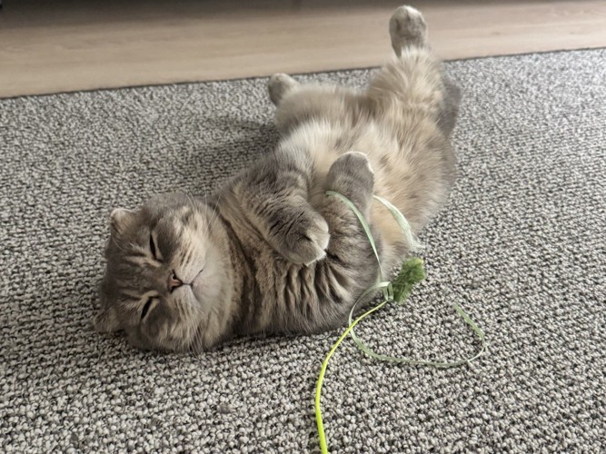 おもちゃを握ったまま寝るマンチカン